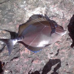 イシガキダイとサンノジハゲ